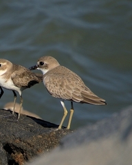 Charadrius leschenaultii