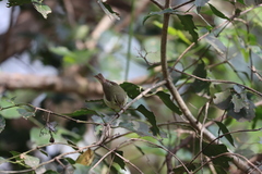 Dicaeum erythrorhynchos