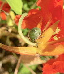 Chlorochroa persimilis