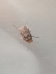 Araecerus fasciculatus