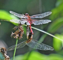 Tramea abdominalis