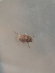 Araecerus fasciculatus