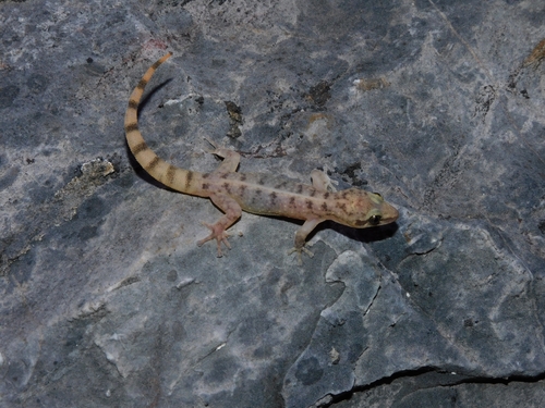 Phyllodactylus papenfussi · iNaturalist Mexico