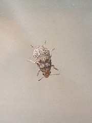 Araecerus fasciculatus