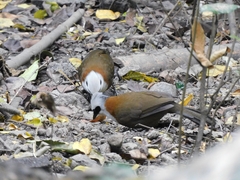 Garrulax leucolophus