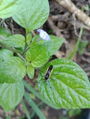 Plapigus circumcinctus