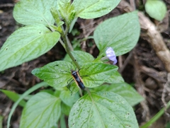 Plapigus circumcinctus