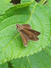 Callimormus saturnus