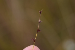 Scleria verticillata