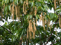 Pometia pinnata