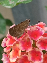 Callimormus saturnus