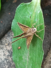 Callimormus saturnus