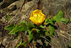 Hypericum leschenaultii
