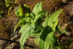 Hypericum leschenaultii