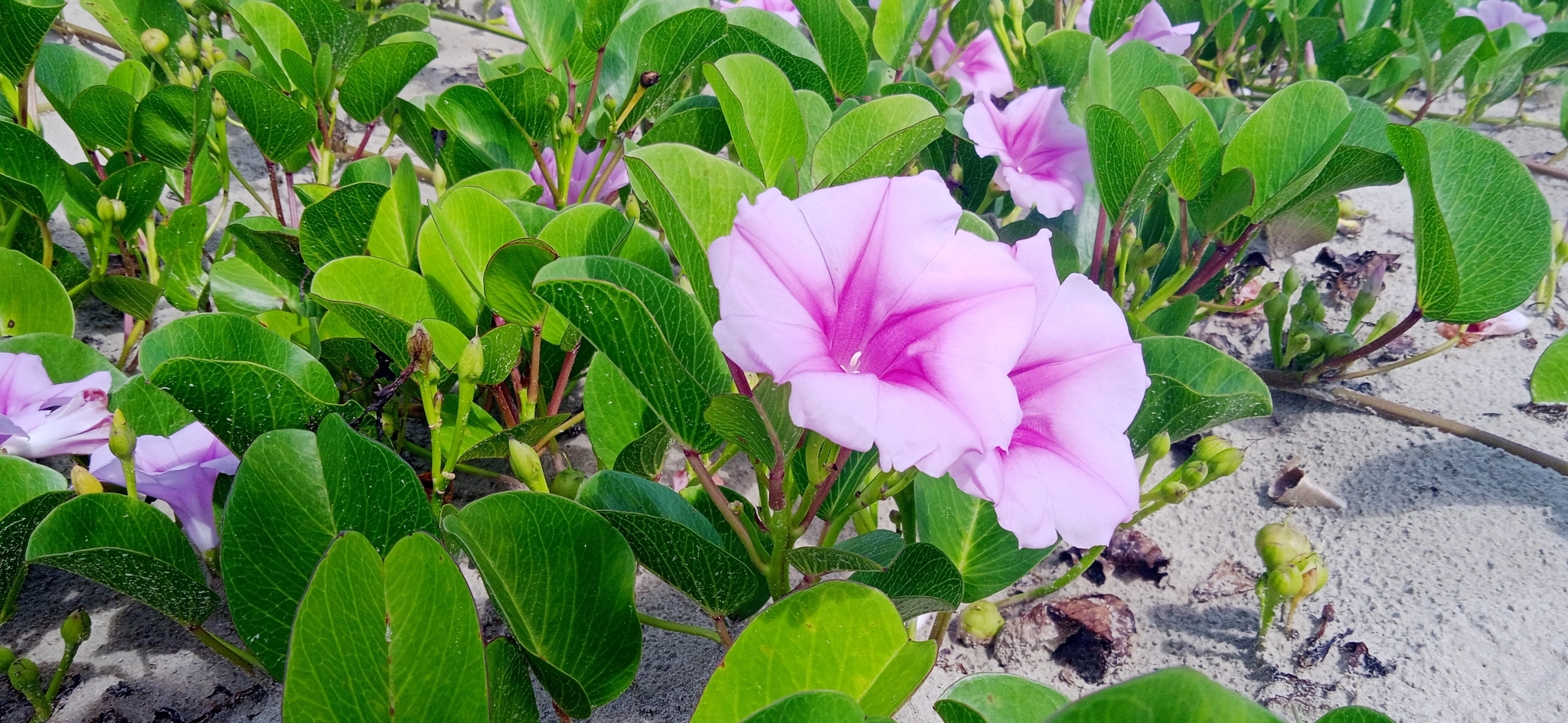 Ipomoea pes-caprae