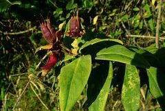 Hypericum leschenaultii