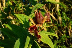 Hypericum leschenaultii