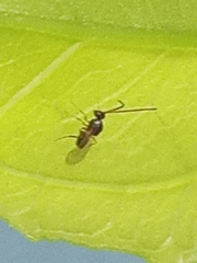 Figitidae