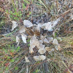 Baptisia simplicifolia