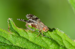 Tephritis conura