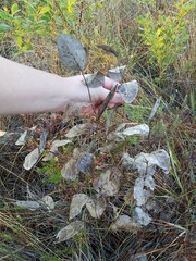 Baptisia simplicifolia