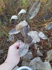 Baptisia simplicifolia