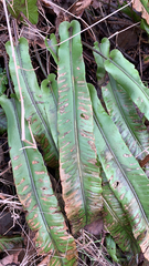 Asplenium scolopendrium scolopendrium