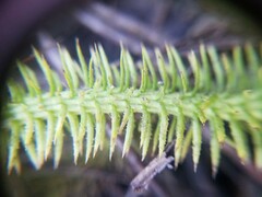 Lycopodiella