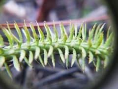 Lycopodiella