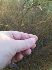 Rhynchospora chapmanii