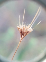 Rhynchospora chapmanii