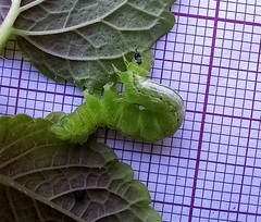 Ctenoplusia limbirena