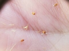 Rhynchospora chapmanii