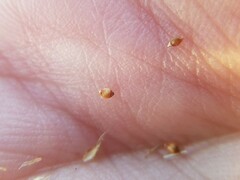 Rhynchospora chapmanii