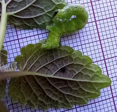 Ctenoplusia limbirena