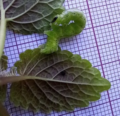 Ctenoplusia limbirena