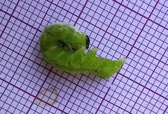 Ctenoplusia limbirena