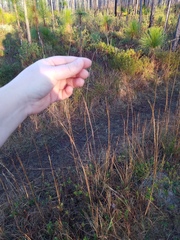 Scleria muehlenbergii