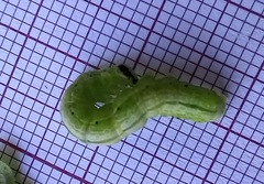 Ctenoplusia limbirena