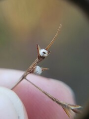 Scleria muehlenbergii
