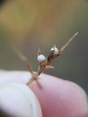 Scleria muehlenbergii