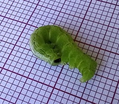 Ctenoplusia limbirena