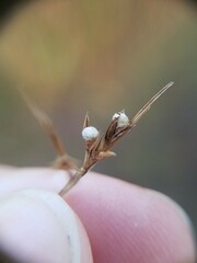 Scleria muehlenbergii