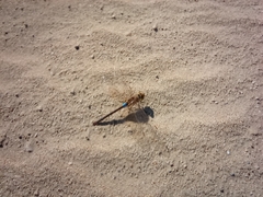 Anax ephippiger