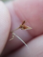 Scleria muehlenbergii