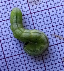 Ctenoplusia limbirena