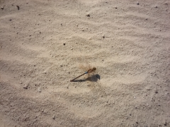 Anax ephippiger