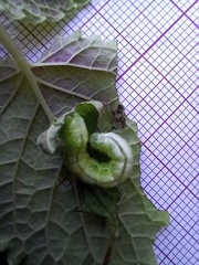 Ctenoplusia limbirena