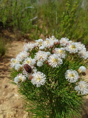 Serruria kraussii