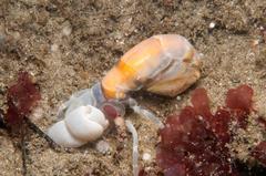 Gilvossius tyrrhenus